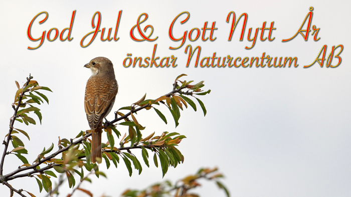 Naturcentrum önskar en God Jul och ett Gott Nytt År