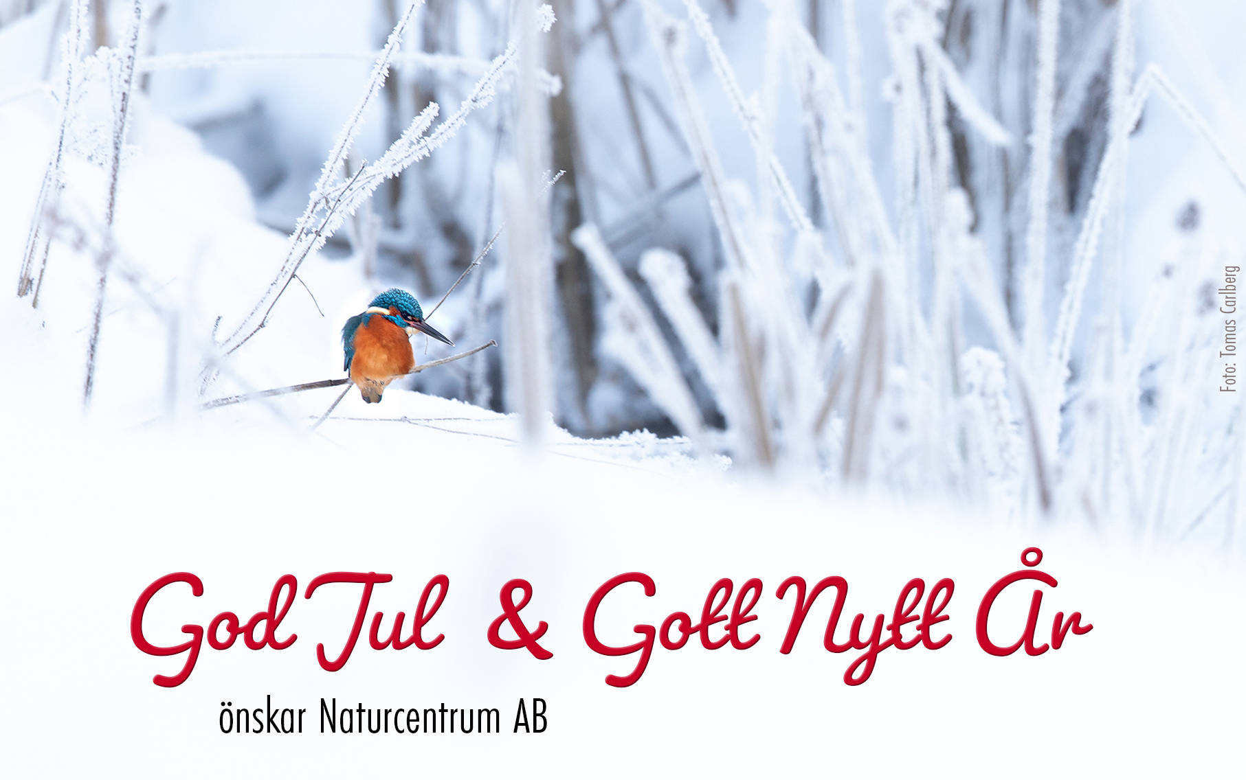 Naturcentrum önskar alla en God Jul och ett Gott Nytt År!