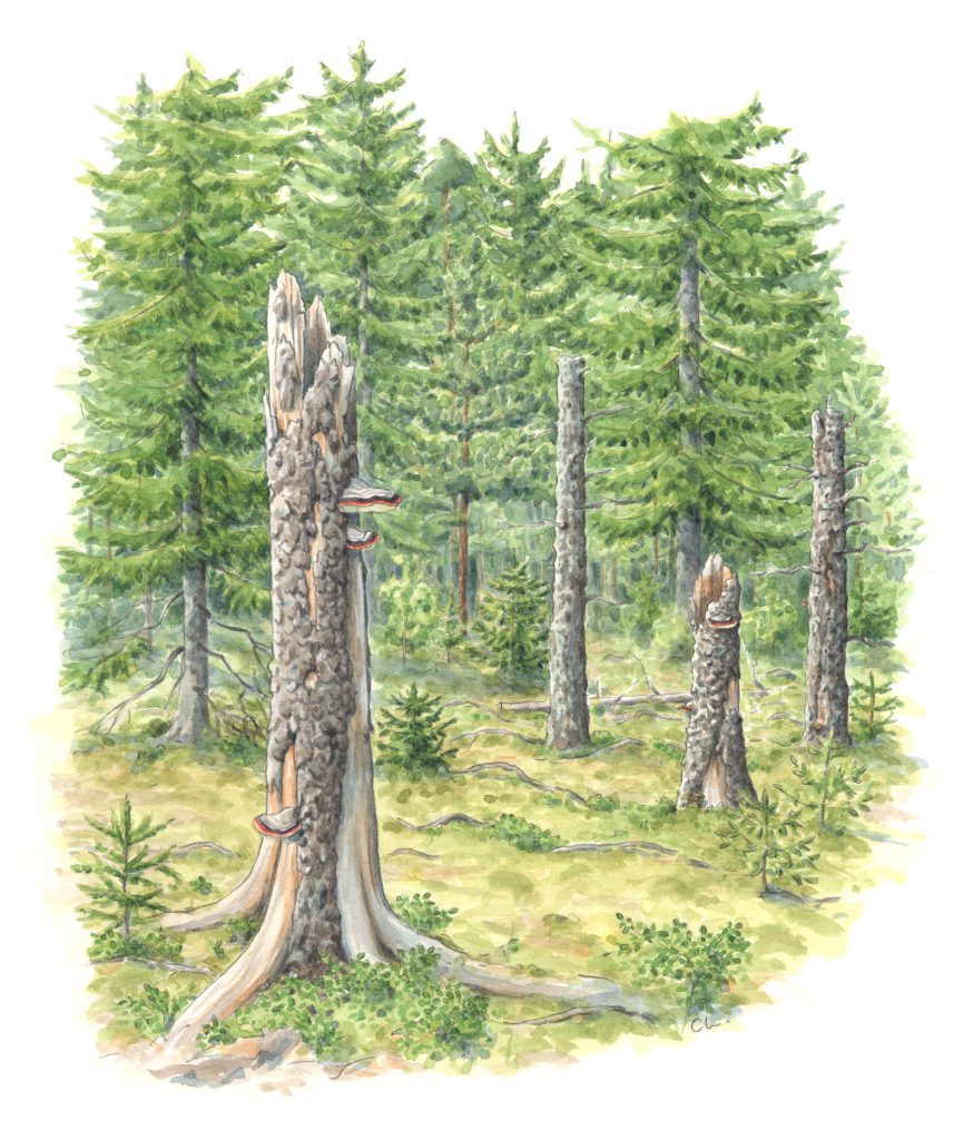 Illustration som visar högstubbar som står i en glänta omgiven av tät granskog. ©Carina Lindkvist, Naturcentrum AB.