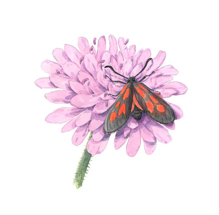 Illustration av mindre bastardsvärmare som sitter på en väddblomma. ©Carina Lindkvist, Naturcentrum AB.