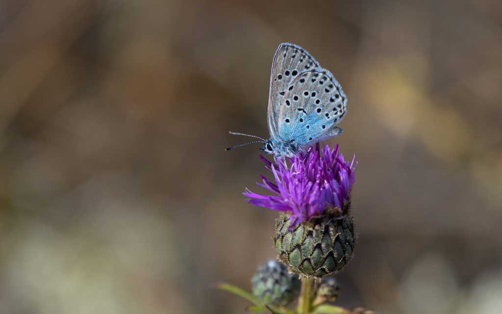 Ett foto som visar en svartfläckig blåvinge som sitter på en blomma.