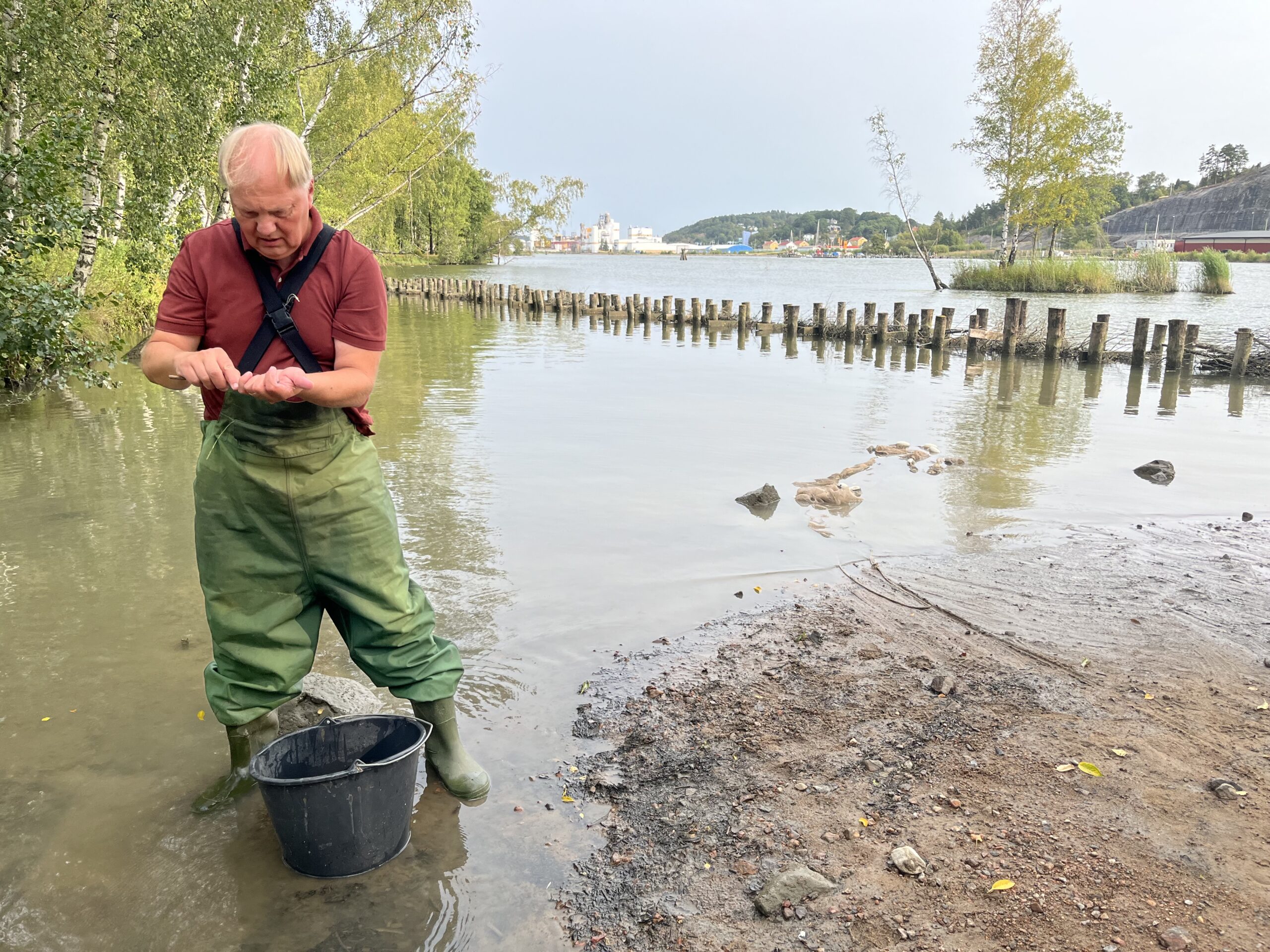 Foto som visar en person i vadarbyxor som har en hink framför sig. Personen står i strandkanten av Göta älv, innanför ett erosionsskydd byggt av pålar.