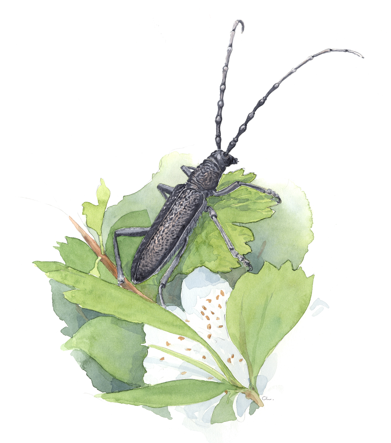 Akvarellbild av mindre ekbock som sitter på ett blad. ©Carina Lindkvist, Naturcentrum AB.