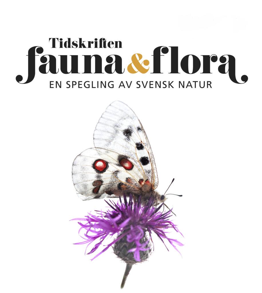 En bild som visar framsidan på ett nummer av tidskriften Fauna och flora. På framsidan ses ett foto av en apollofjäril som sitter på en rosalila blomma.