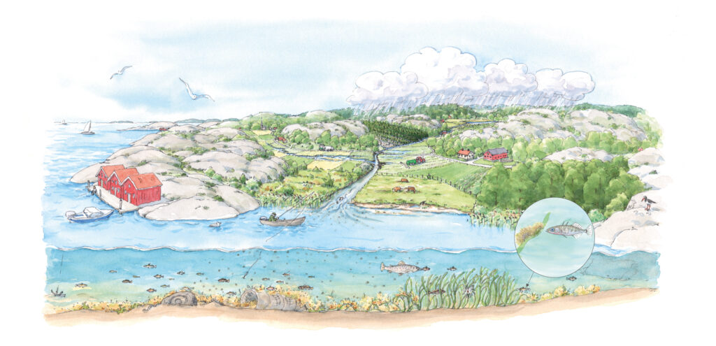 Miljöbild i akvarellstil föreställande ett småskaligt jordbrukslandskap i vilket det rinner ett vattendrag ut i havet. ©Carina Lindkvist, Naturcentrum AB.