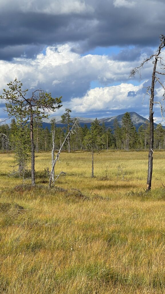 Ett foto som visar en fjällmyr med enstaka klena tallar i förgrunden. I bakgrunden syns en trädbård med barrträd och i fjärran fjälltoppar.