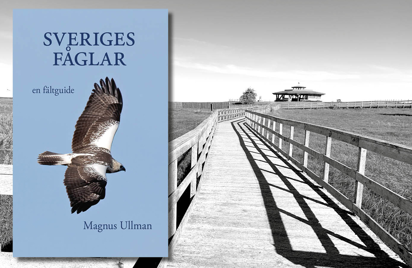 Ny bok: Sveriges fåglar – en fältguide