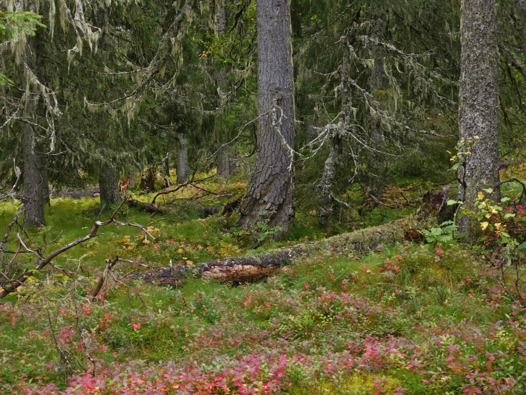 Ett foto som visar granskog med fallna stammar bland blåbärsris och grangrenar prydda med hänglavar.