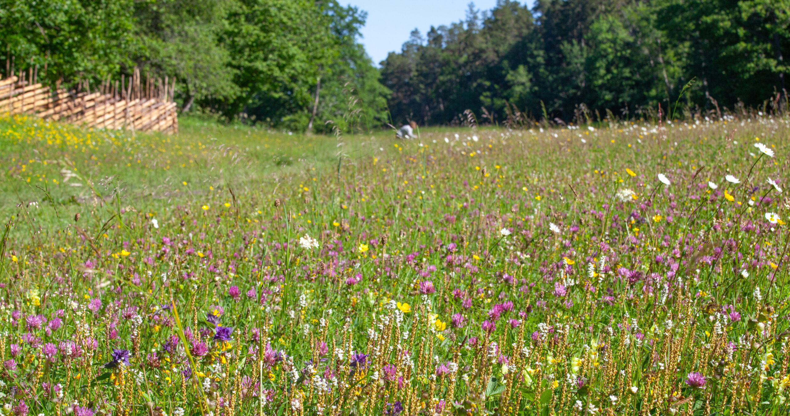 Foto som visar en blommande äng i nationalparken Ängsö.