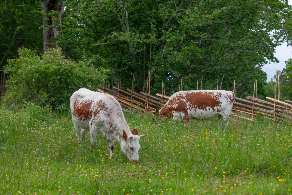Foto som visar två betande kor på en äng avgränsad av en trägärdesgård. I bakgrunden ses lövträd.