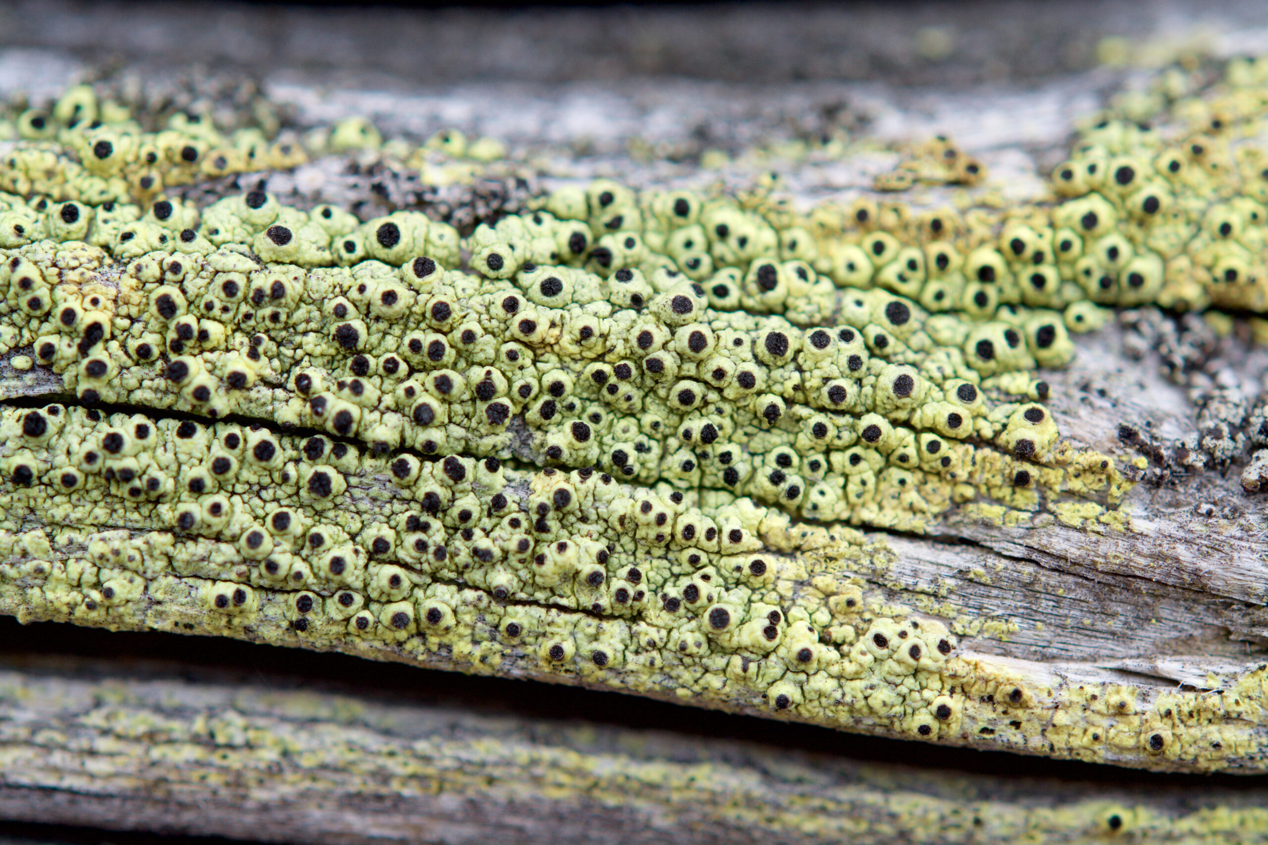 Nordic lichen flora