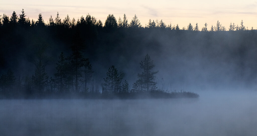 Stämningsfoto av en utskjutande udde i en skogssjö med en fond av en barrskog.