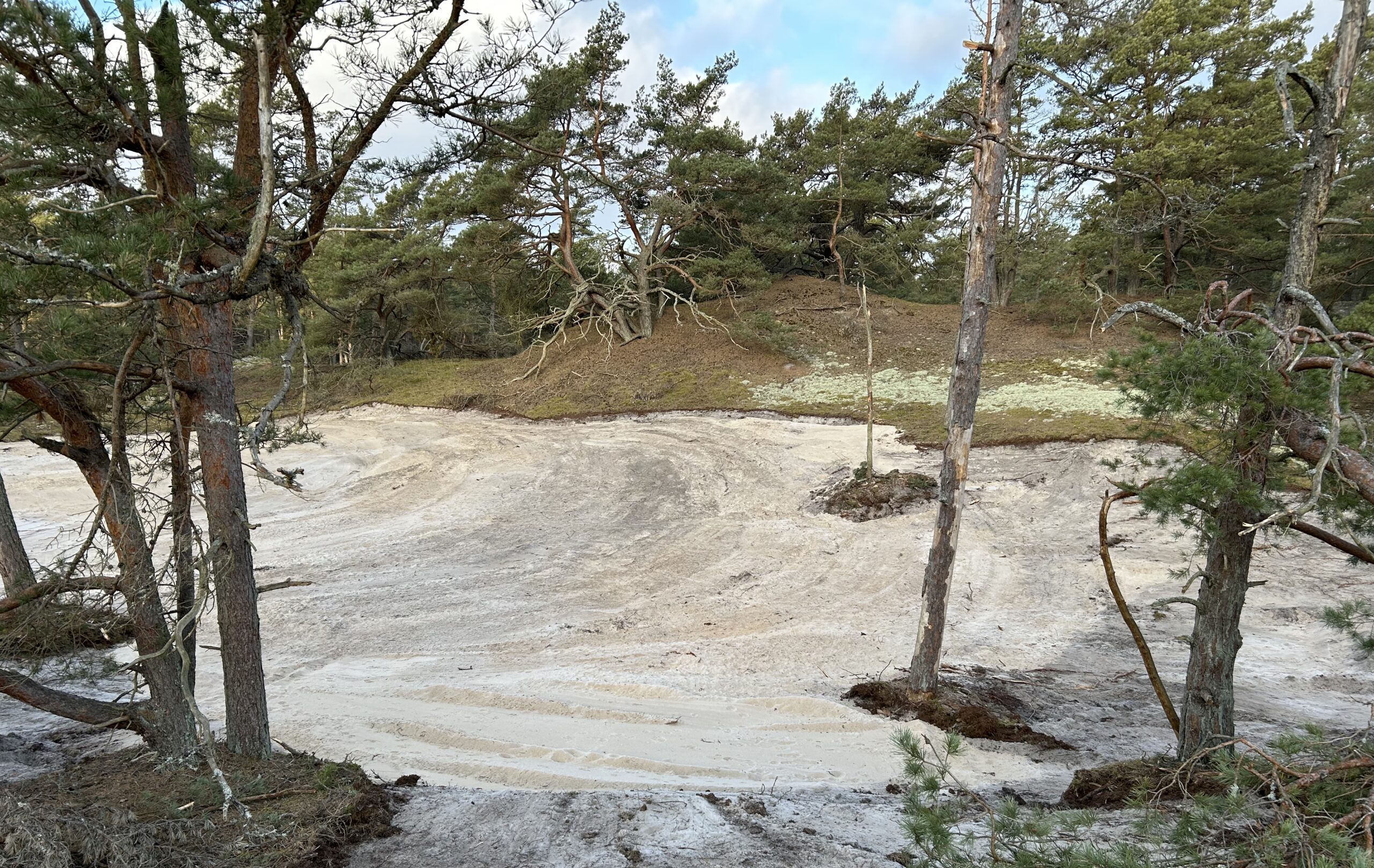 Ett foto som visar en svagt sluttande mark med bar sand omgiven av tallskog.