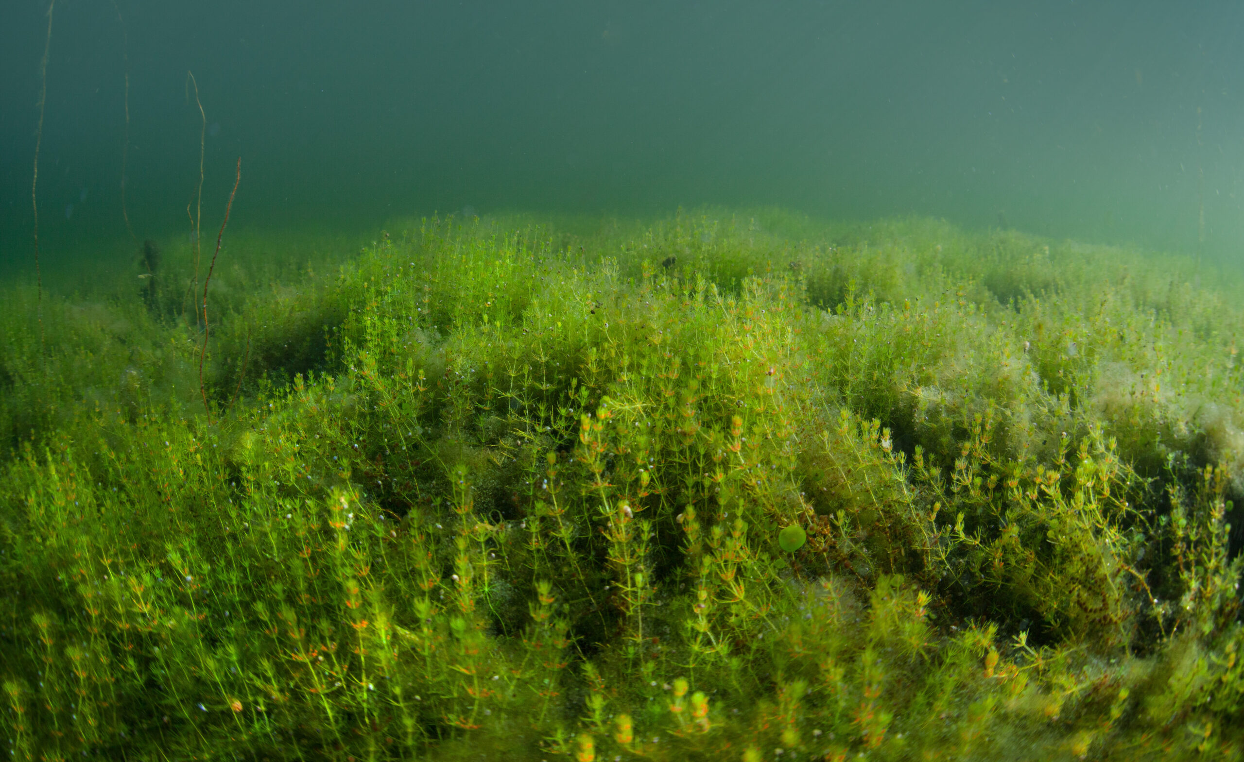 Undervattensfoto av en kransalgsäng.