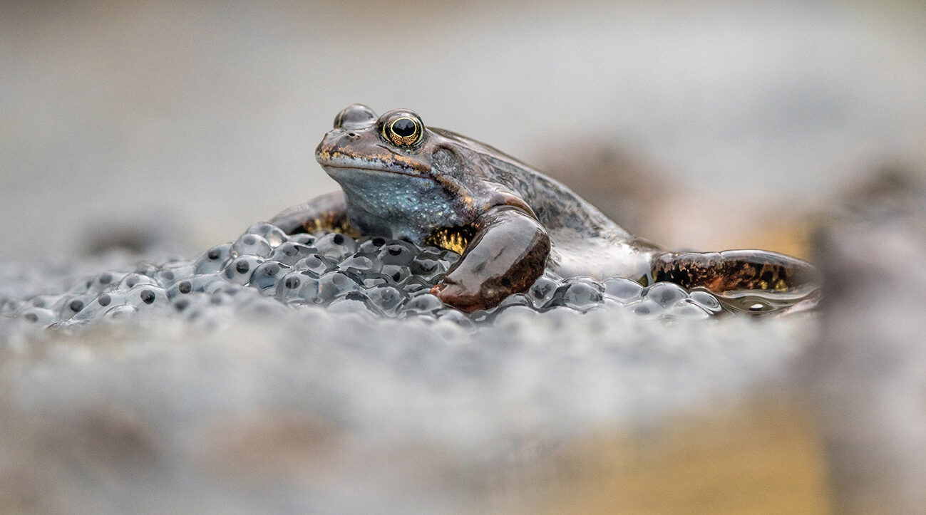 Foto som visar en groda som sitter på en klump med grodägg.