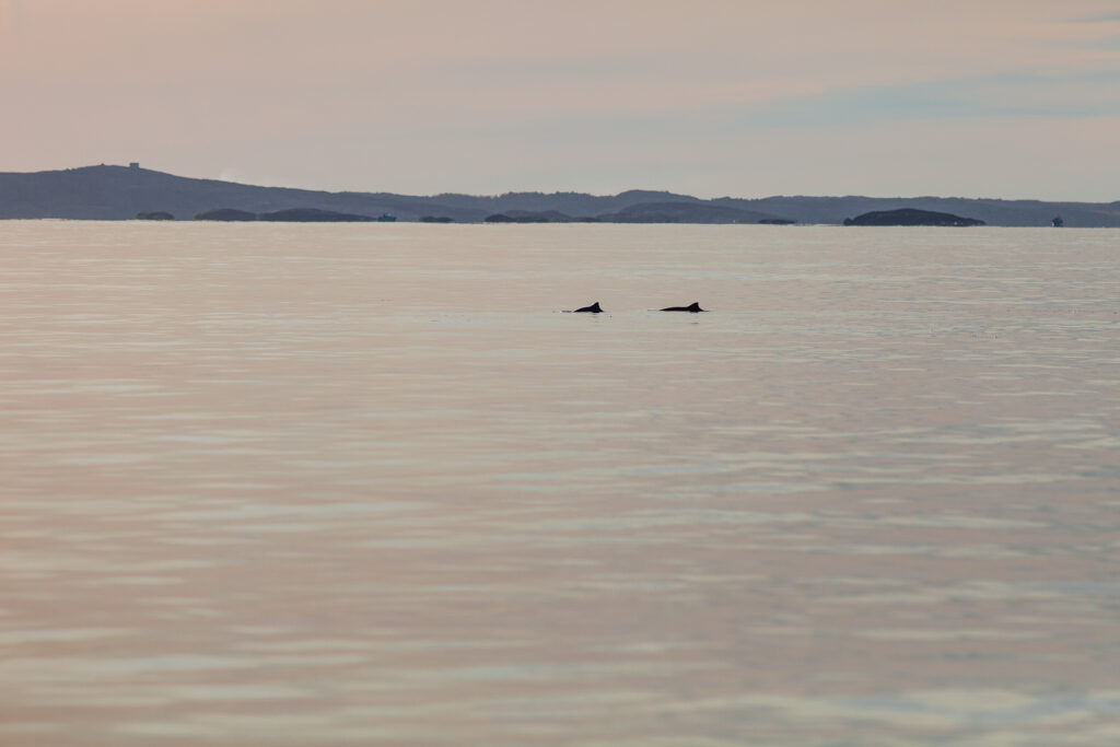 Foto som visar ryggarna på två tumlare i ett nästan stilla hav med öar i fjärran.